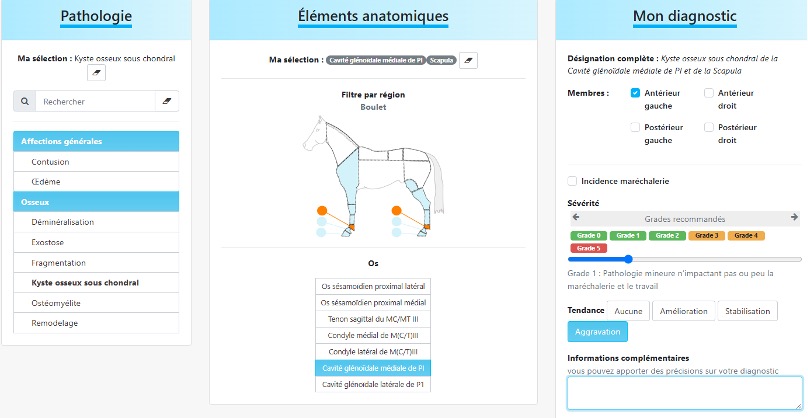 Défauts d’Aplomb et Problèmes de Sabots : Guide Complet pour Prévenir et Corriger