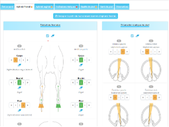 Plumbness and Hoof Problems: A Complete Guide to Prevention and Correction !