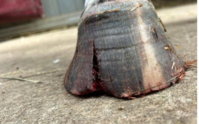 La seime chez le cheval : Comprendre, gérer et soigner cette pathologie du pied