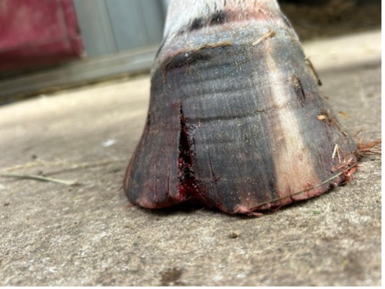 La seime chez le cheval : Comprendre, gérer et soigner cette pathologie du pied